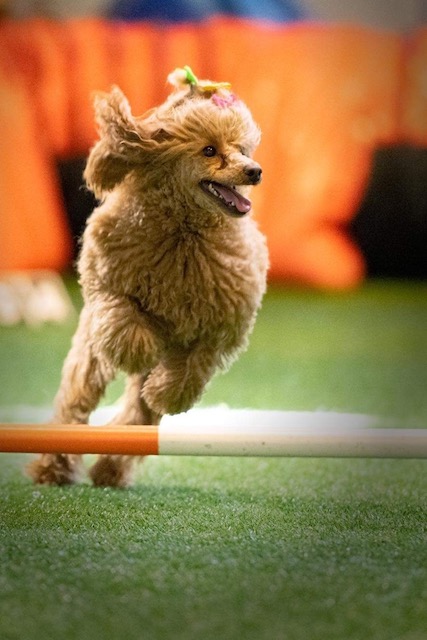 Hund tränar agility