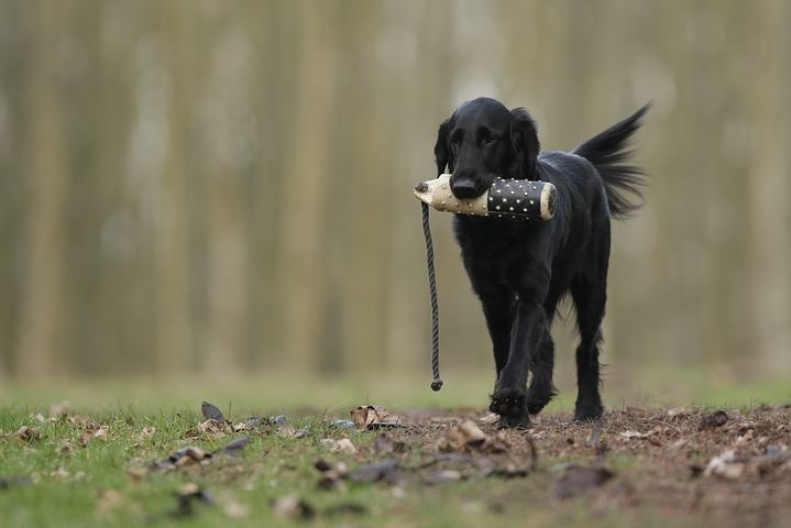 Hund apporterar en dummy