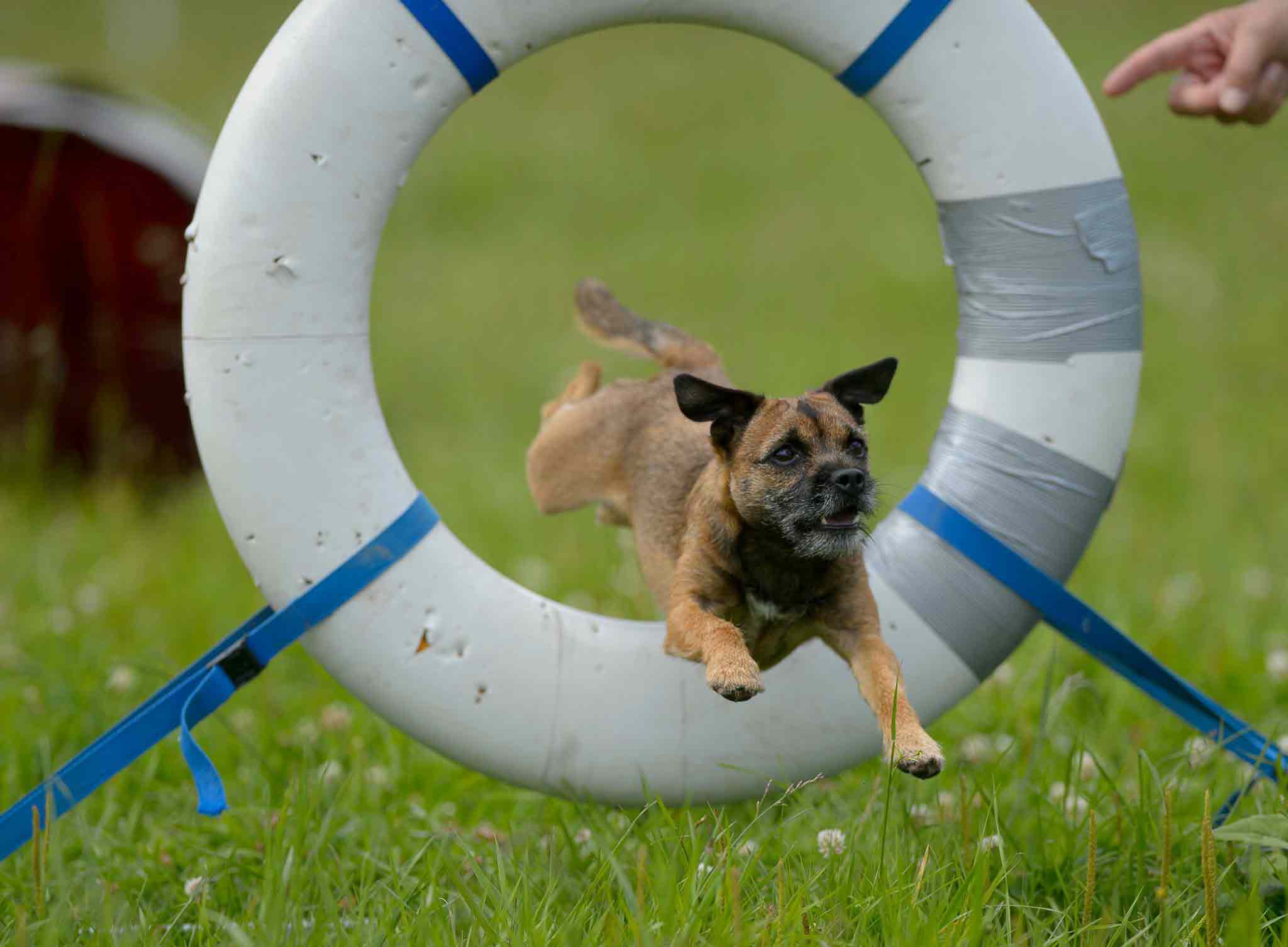 Hund springer genom ett däck