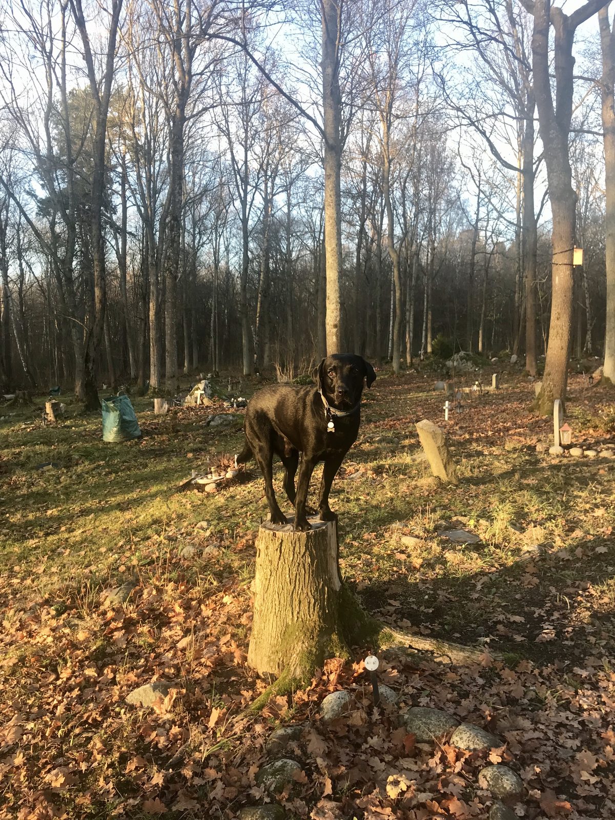 Hund tränar hundparkour